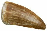 Fossil Mosasaur (Hainosaurus) Tooth - Morocco #353210-1